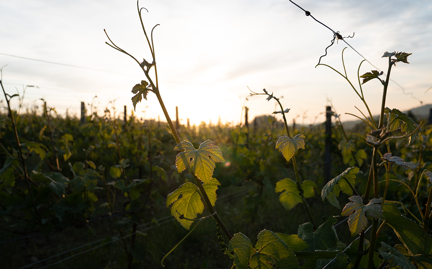 Gros plan sur vignes